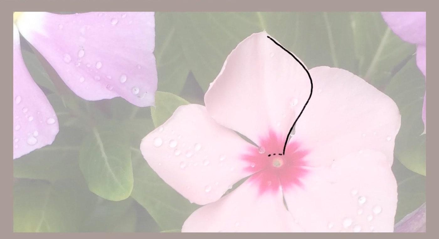 A pink flower sits in the center of some greenery. One of its petals has a line drawn with black pencil along its outer right edge.  