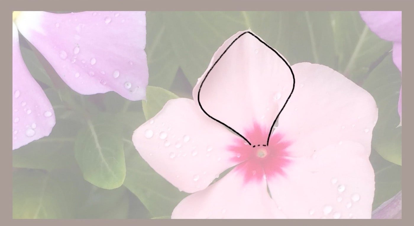 A pink flower sits in the center of some greenery. One of its petals is outlined with black pencil.