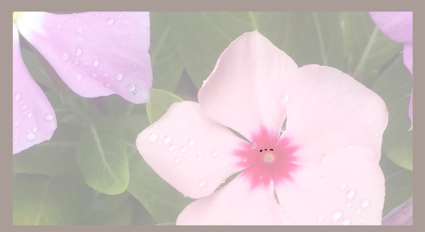 A pink flower sits in the center of some greenery. One of its petals has a dotted line drawn with black pencil along its bottom edge.  