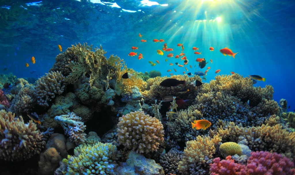 An underwater shot features a cluster of coral reefs surrounded by small fish. Sunlight streams through the water’s surface.