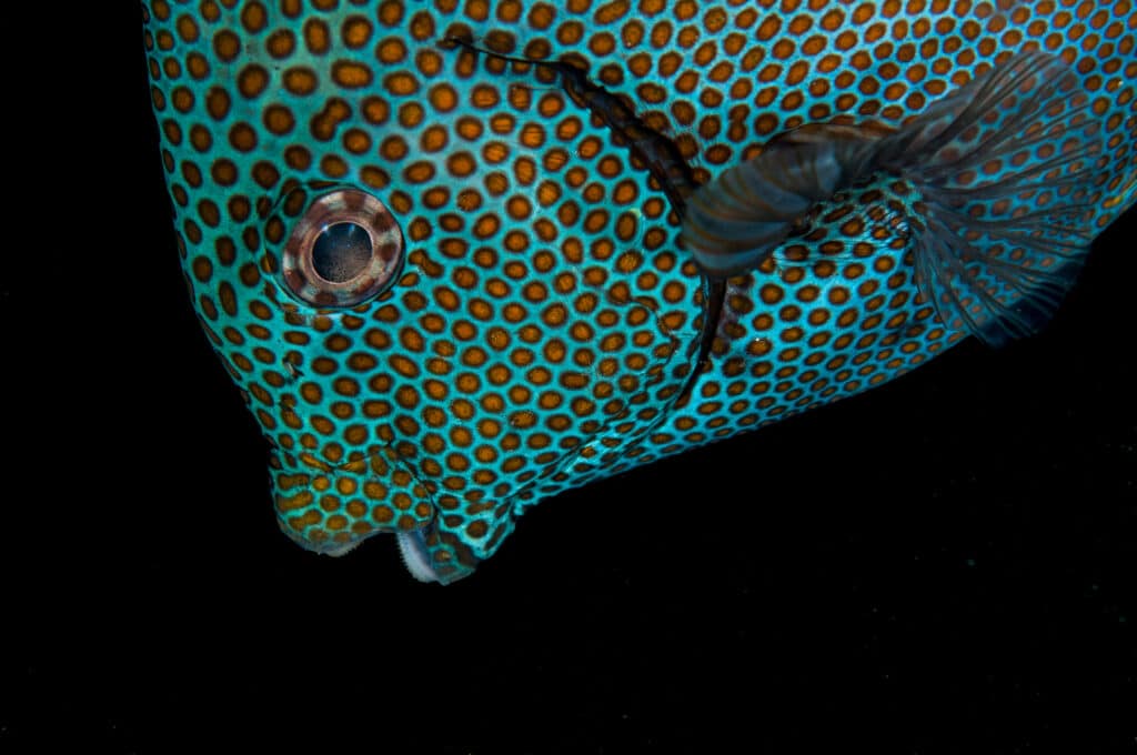 A macro shot of a gold-spotted rabbitfish against a black background.