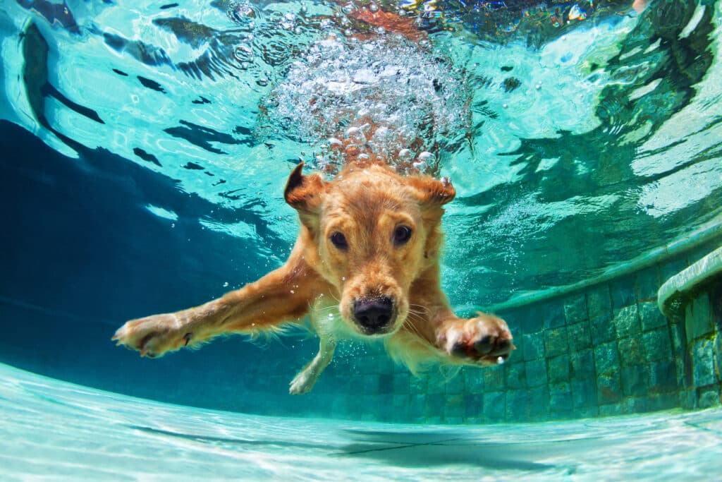 A golden labrador retriever swims underwater in a pool.