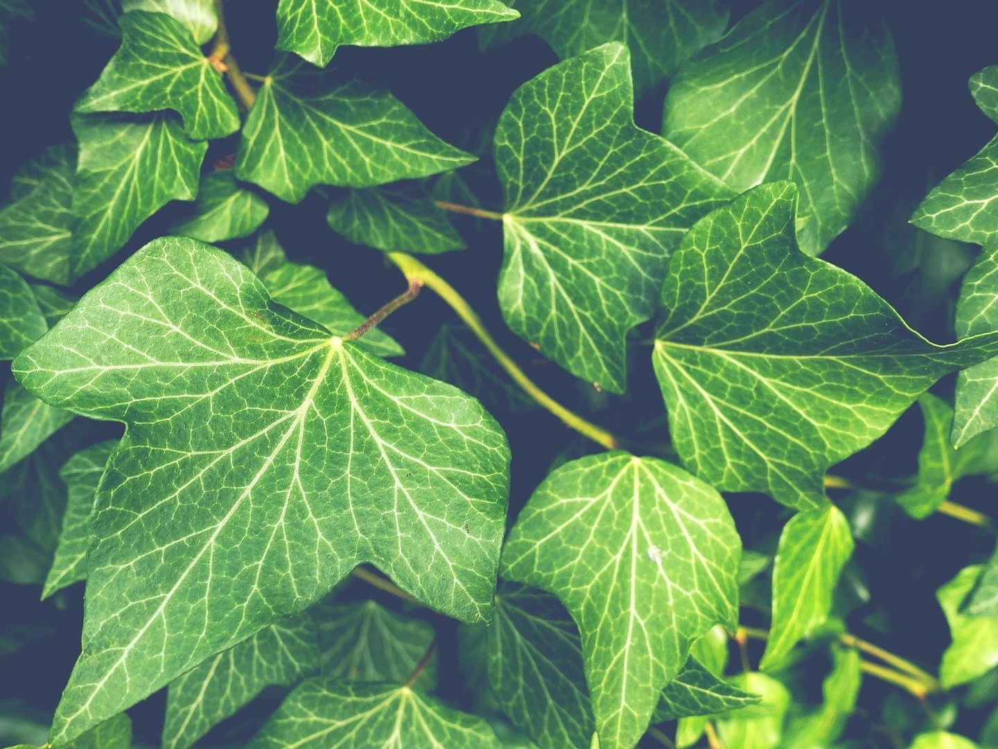 Bright green ivy leaves featuring prominent veins. Each leaf is attached to a branch of the plant. 