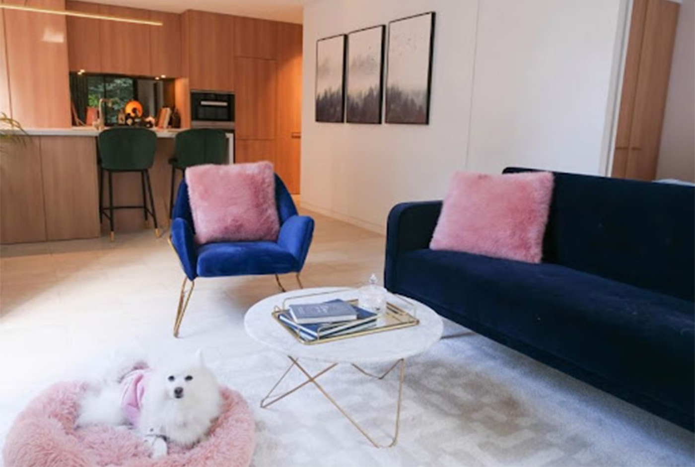 Modern livingroom with kitchen in background. Couch and small chair are both velvet and royal blue with pink fluffy pillows. A small white fluffy dog sits in the bottom left corner.  