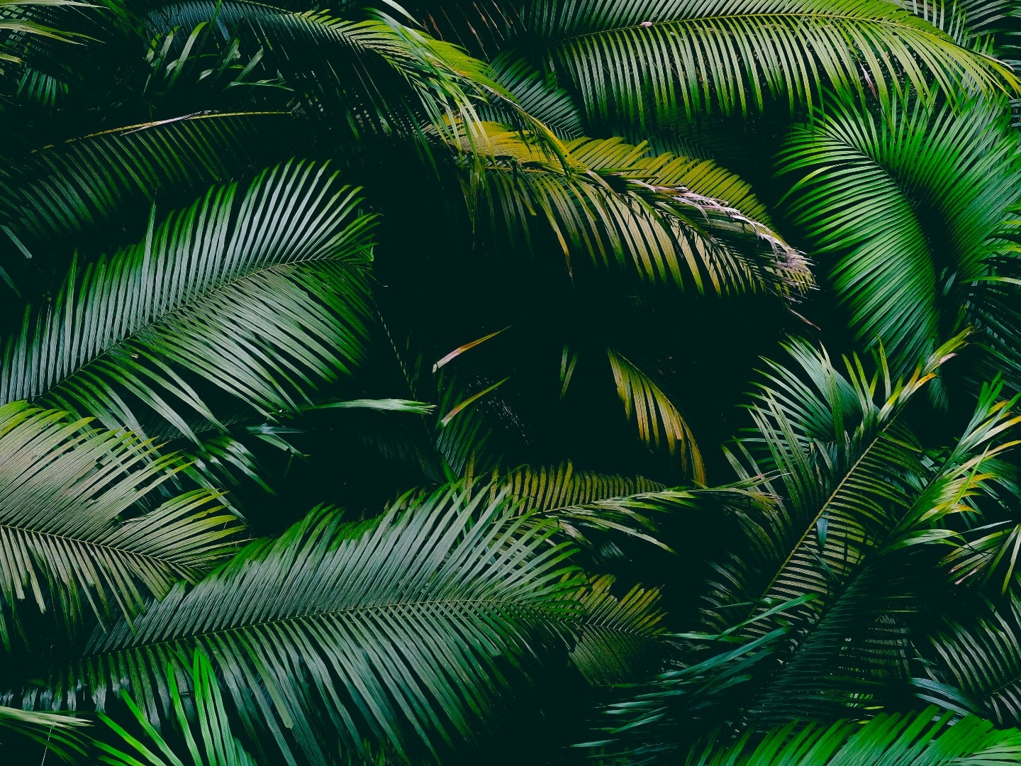 A selection of deep green palm leaves lying on top of one another in multiple directions.
