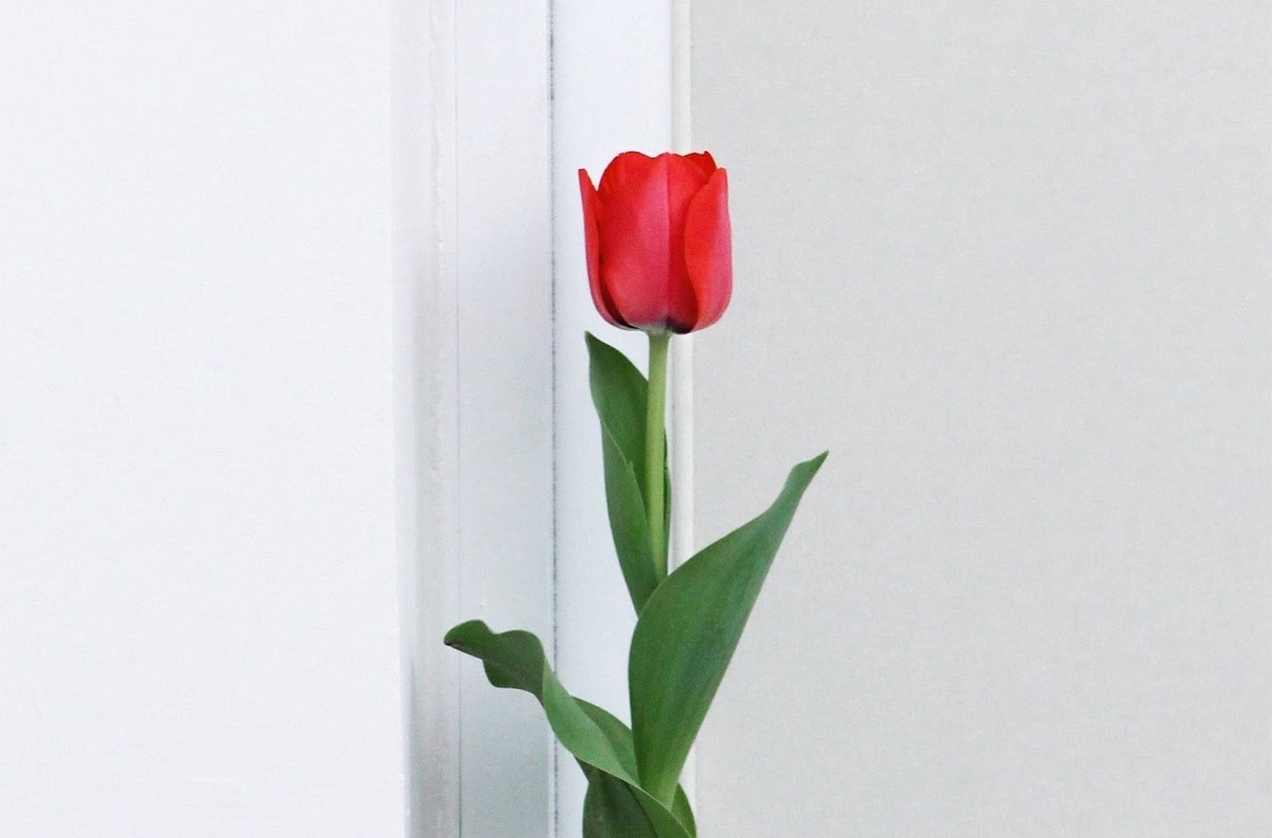 A pink tulip with three green leaves stands against a white wall.