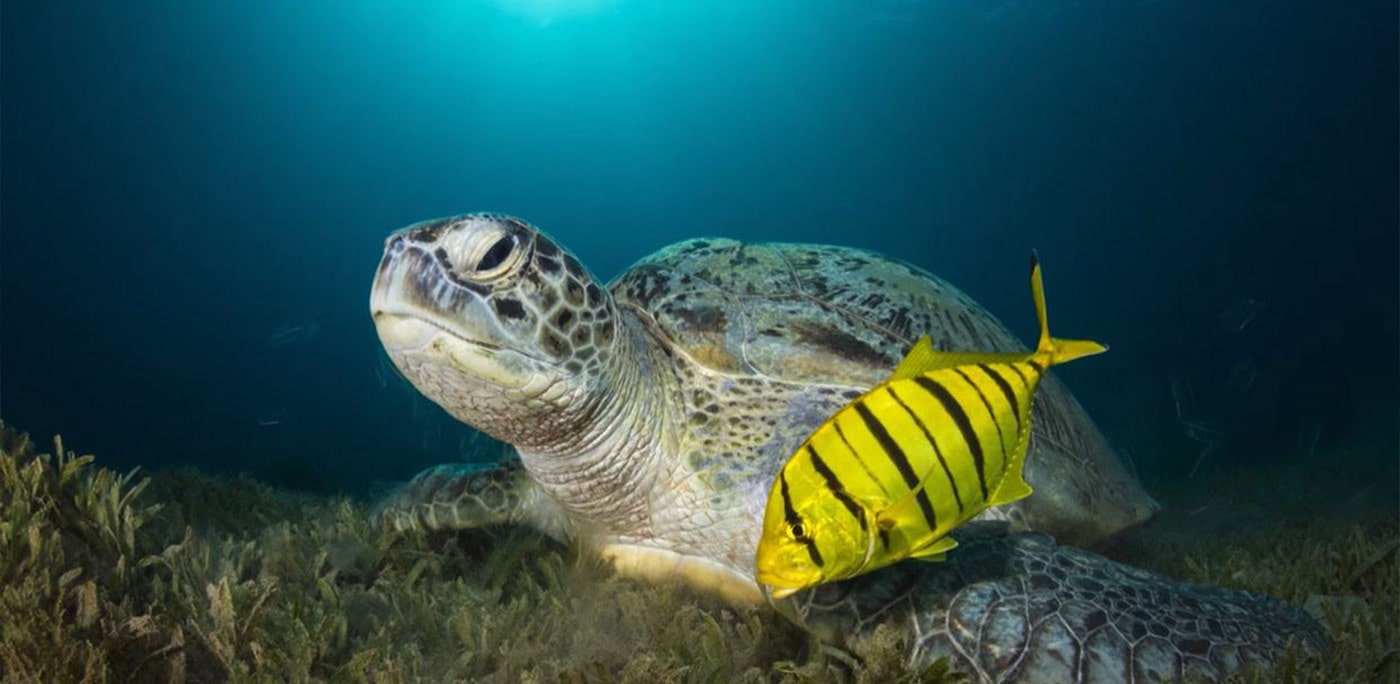 Sea turtle with yellow fish under water
