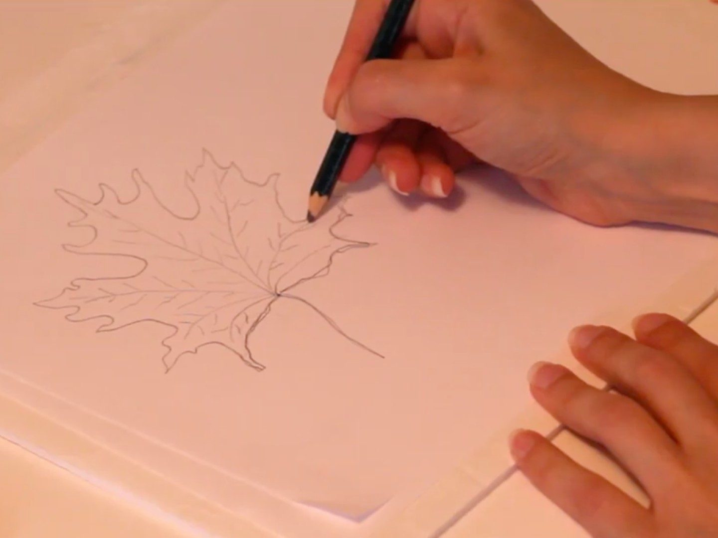 A leaf is being drawn using a pencil on a sheet of white paper, and all the veins have been filled in. 
