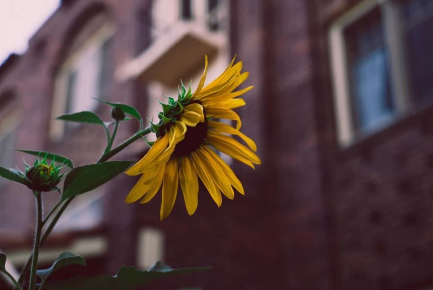 Sunflower in front of red brick building.