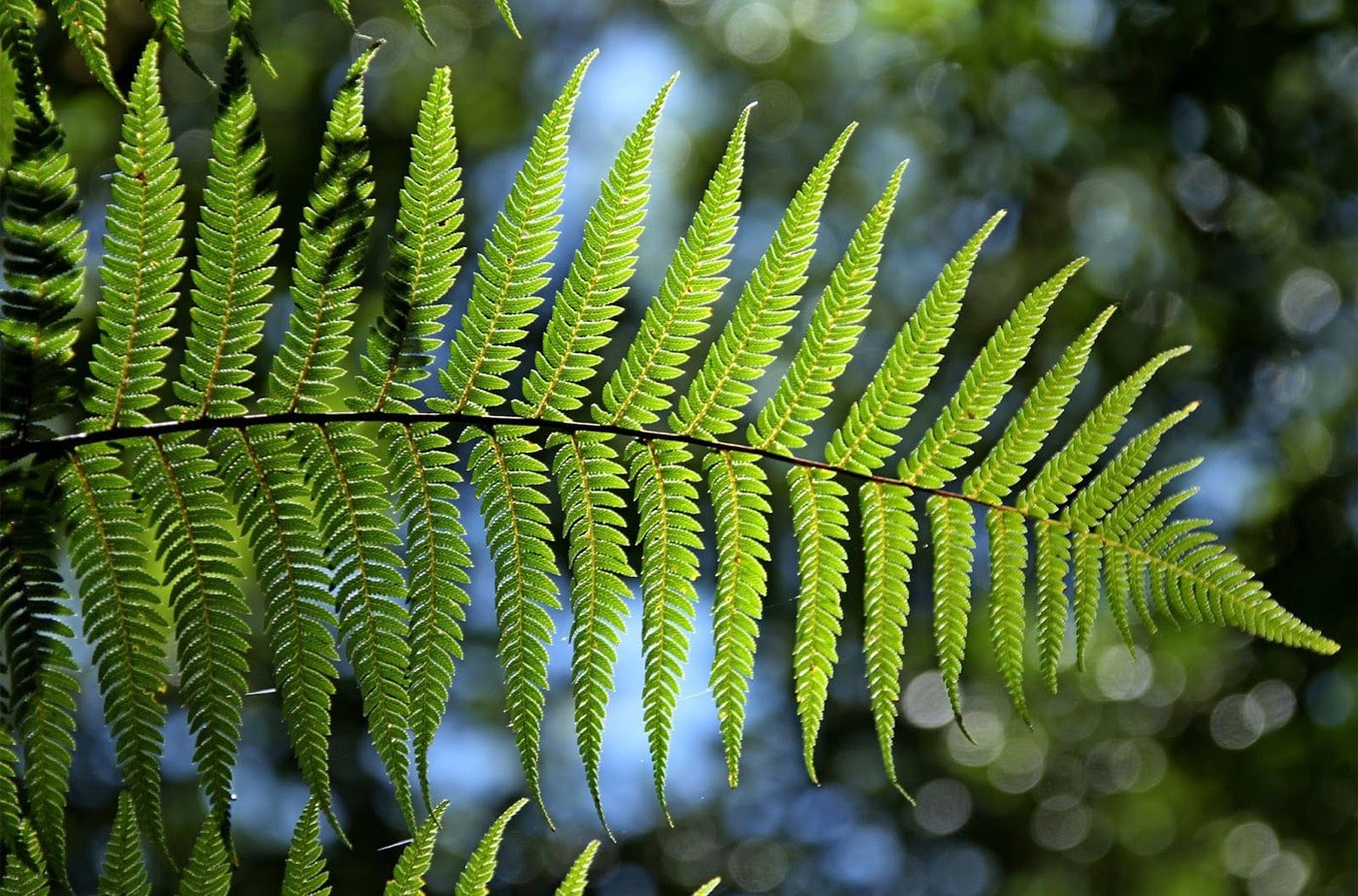 A green fern branch is outdoors with other plants out of focus in the background.  