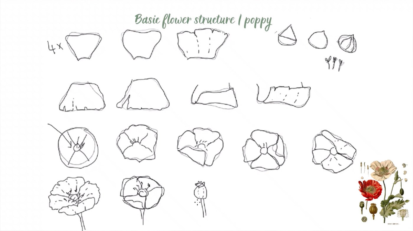 Digital outline of Poppy plant drawing with black ink with colored poppy plant for reference.