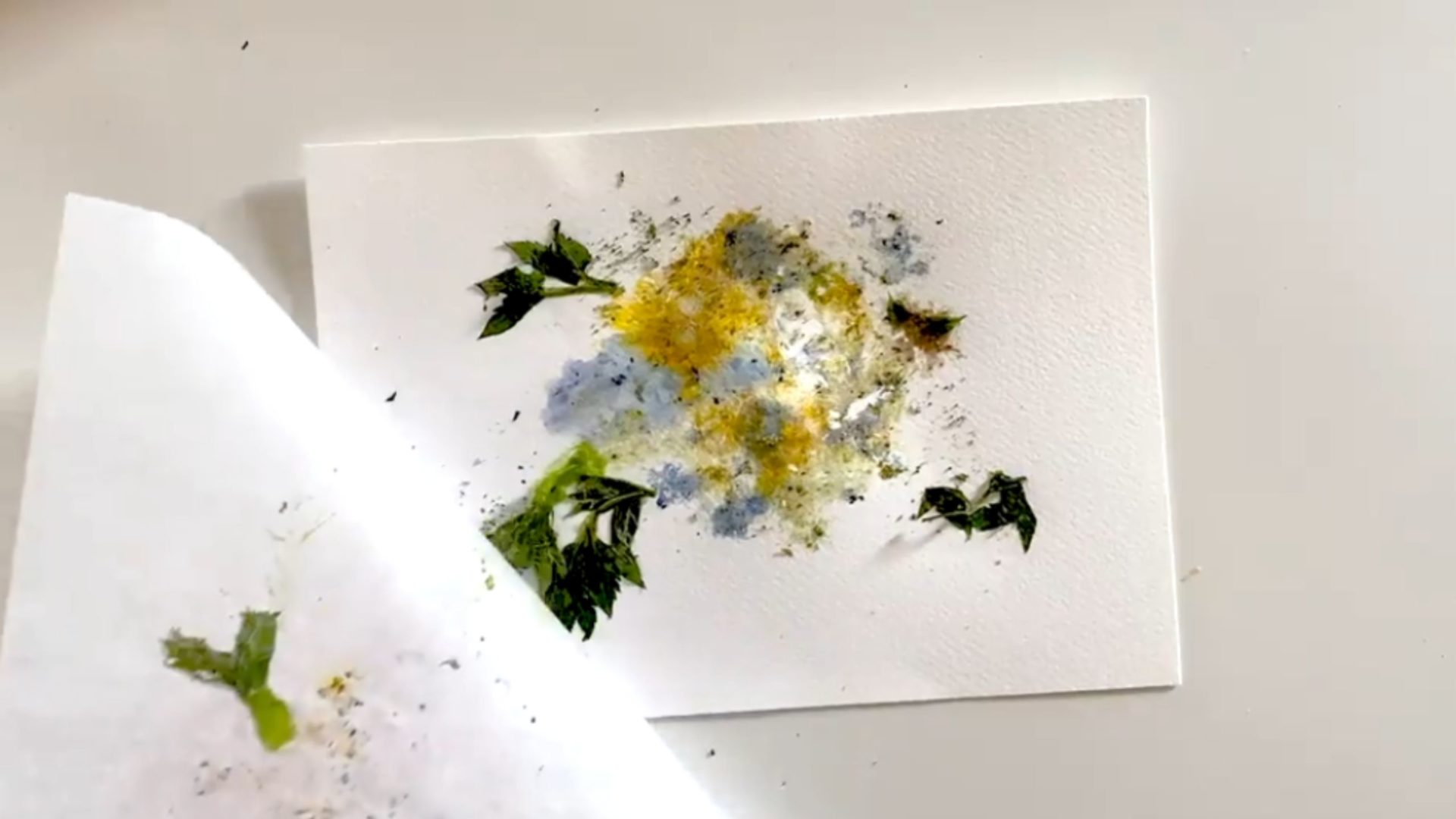 Green and yellow flowers pressed between two pieces of white paper.