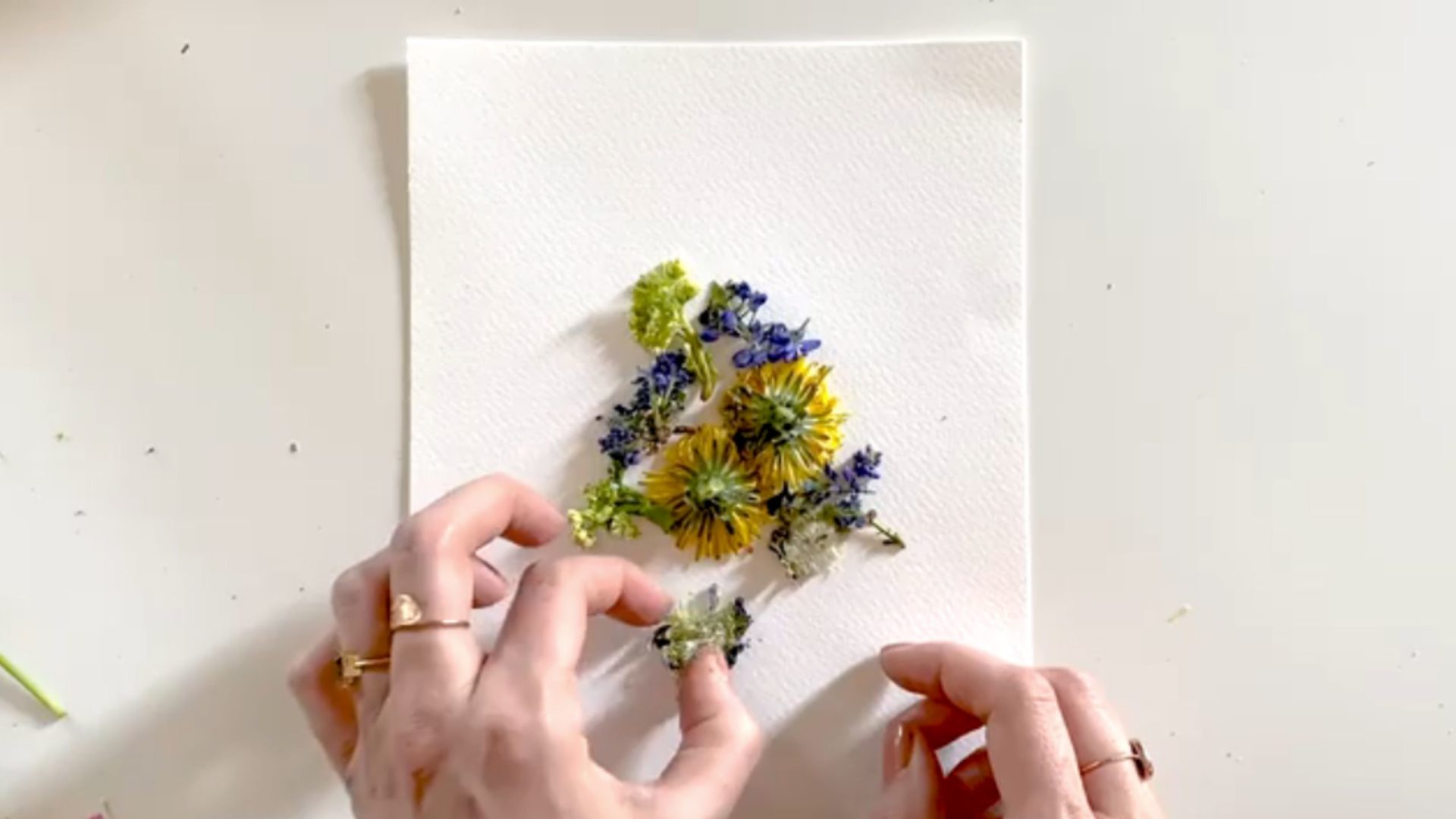 Hands carefully placing an assortment of wildflowers on a paper towel.
