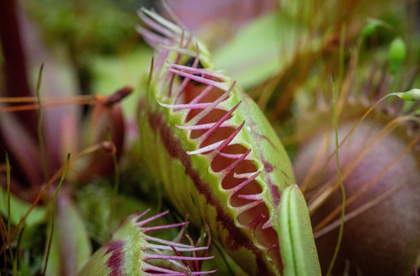 Centered is a venus flytrap with its teeth closed and more flytraps and grass surrounding it.