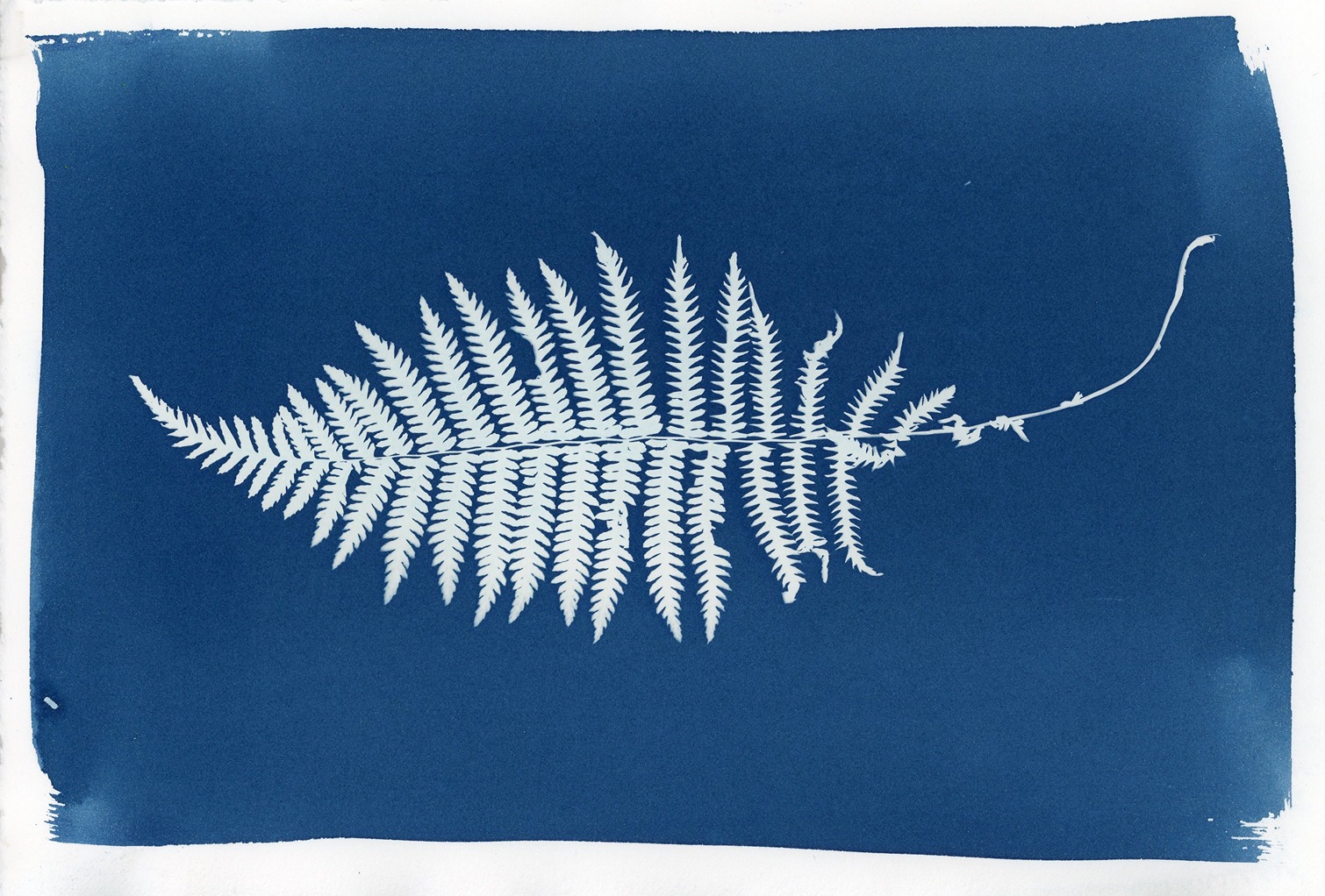 A white fern is visible on a deep blue background. Around it is an irregular white frame.