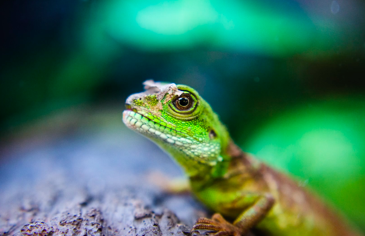 lézard