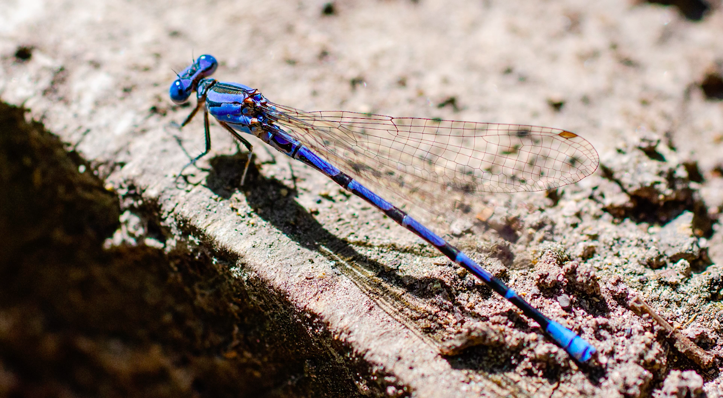 libélula azul