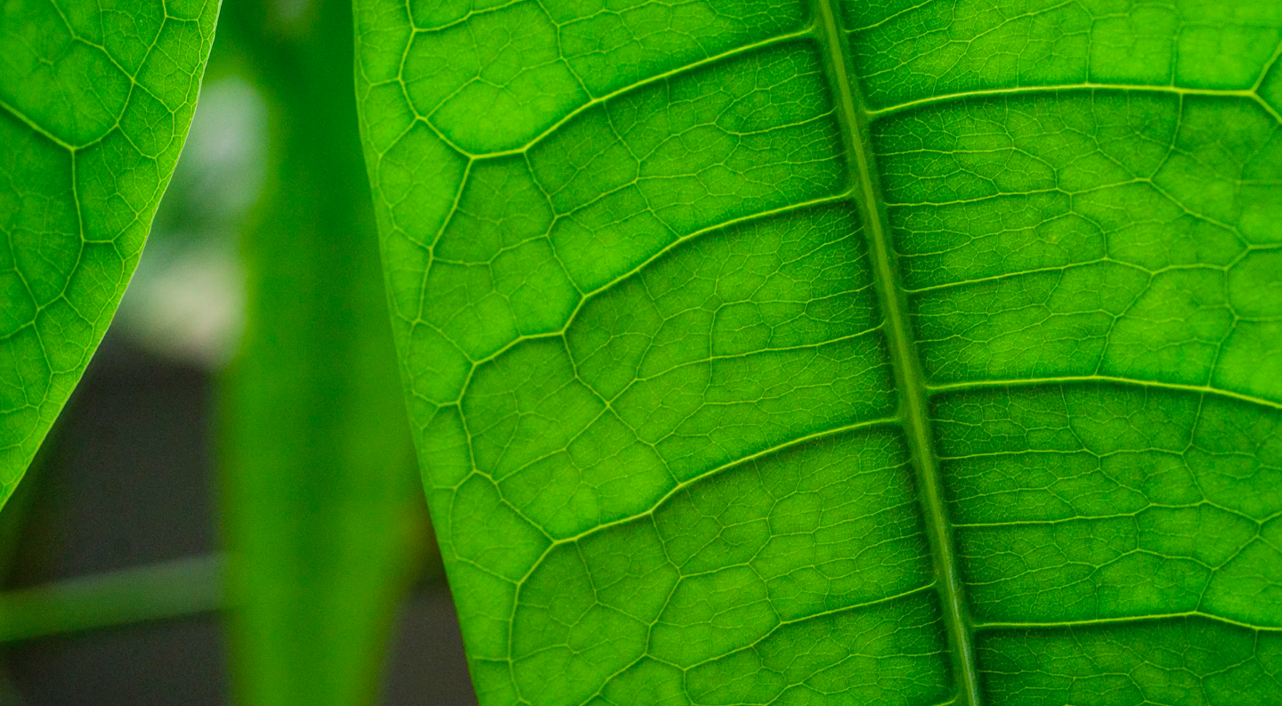 hoja