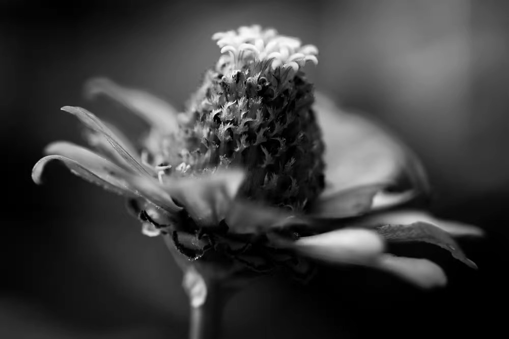 flor en blanco y negro