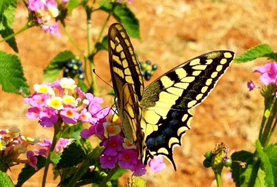 butterfly