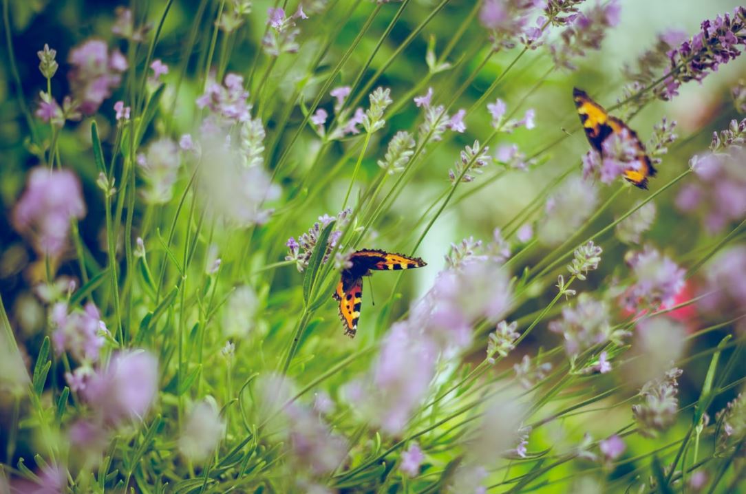 butterflies