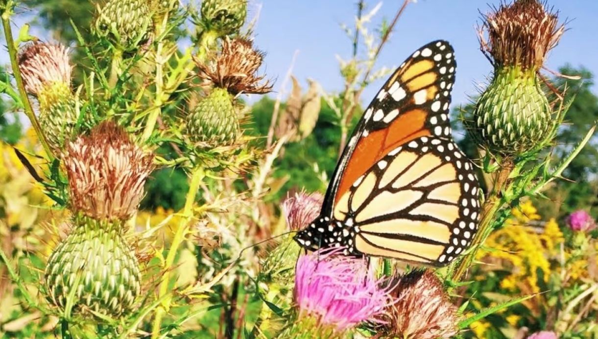 butterfly