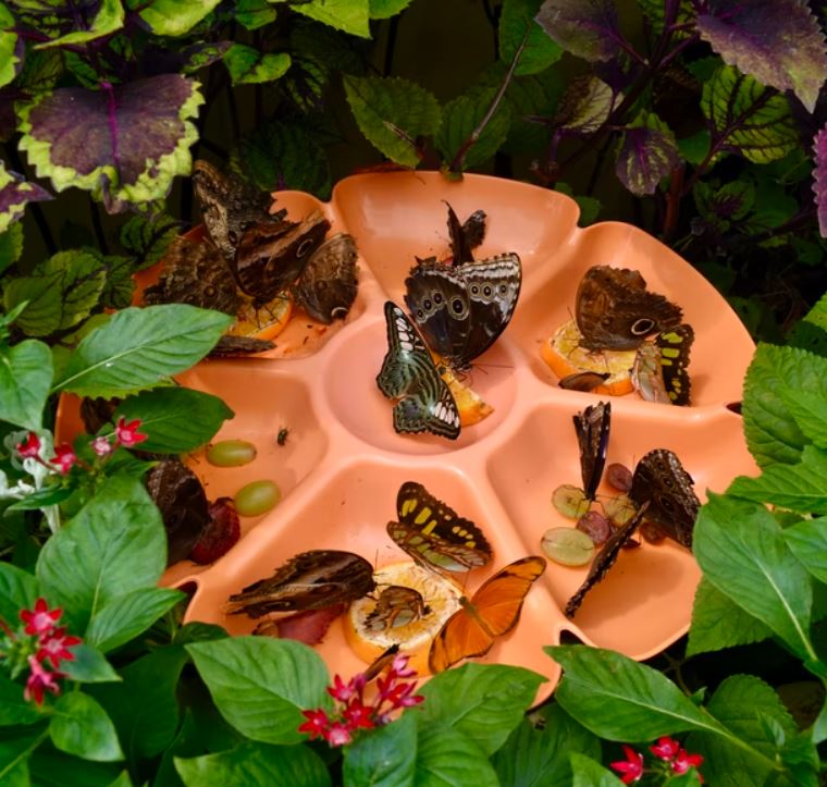 butterflies on a dish