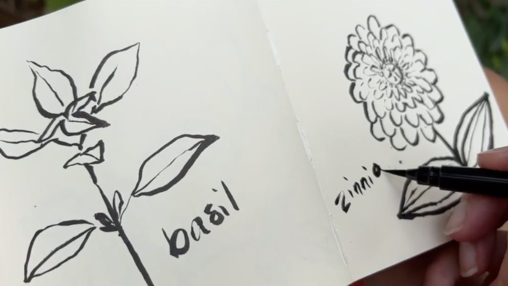 A sketchbook with two black-and-white illustrations, one of a basil plant and one of a zinnia. Part of a hand holding a black watercolor tip marker are also visible in the shot.