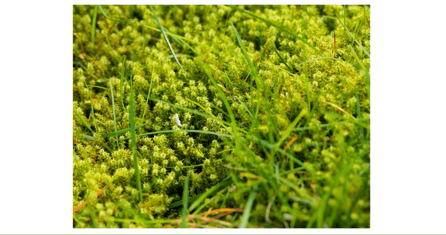 A close up oa a lawn featuring multiple types of grass.