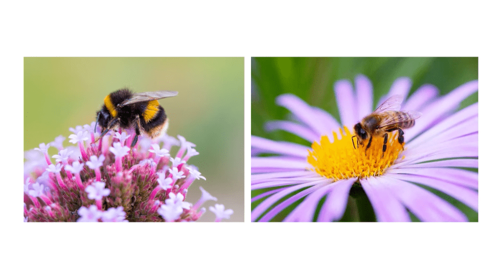 Side-by-side photos of bees on soft pink and light purple flowers.
