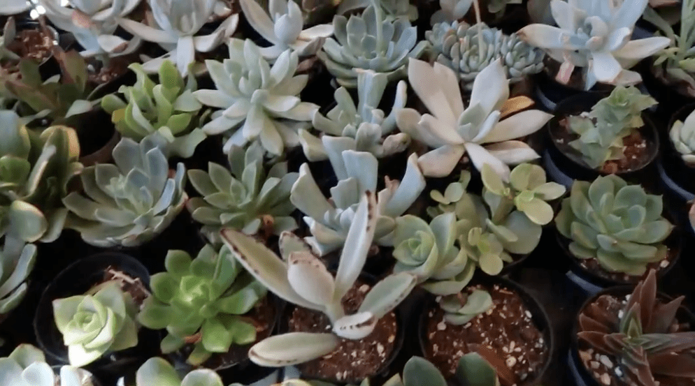 An image featuring more than a dozen succulents and cacti plants, each in their own small individual pots. Their leaves and rosettes are a variety of green shades.