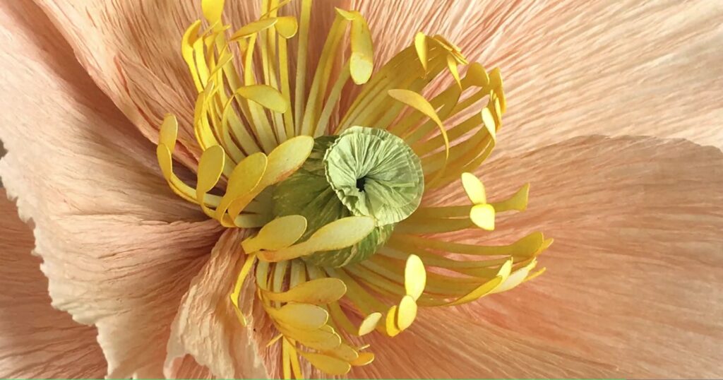 Close up of the center of a pale pink crepe paper poppy with numerous yellow stamens and a green pistil. 