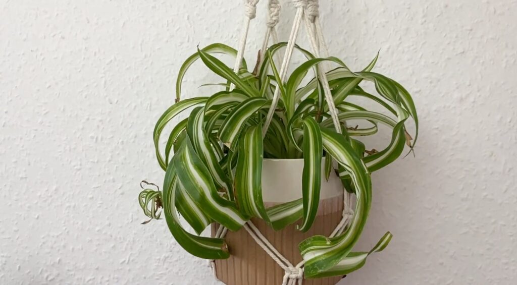 A macramé plant hanger made with white cord that’s holding a leafy, potted plant.