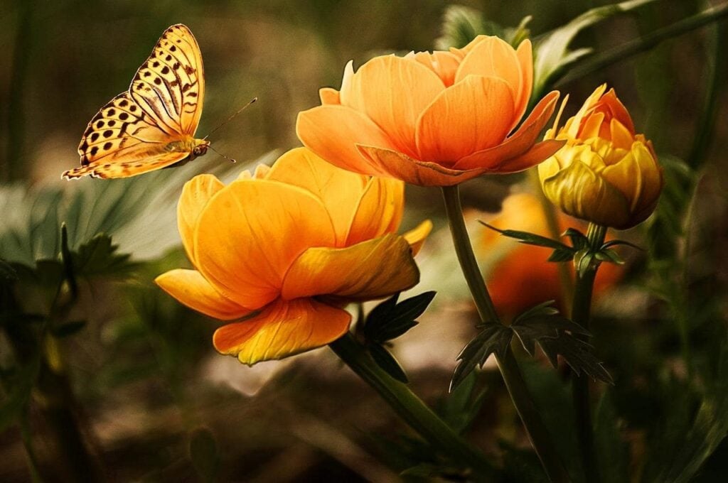 Photo of three orange flowers and a butterfly.