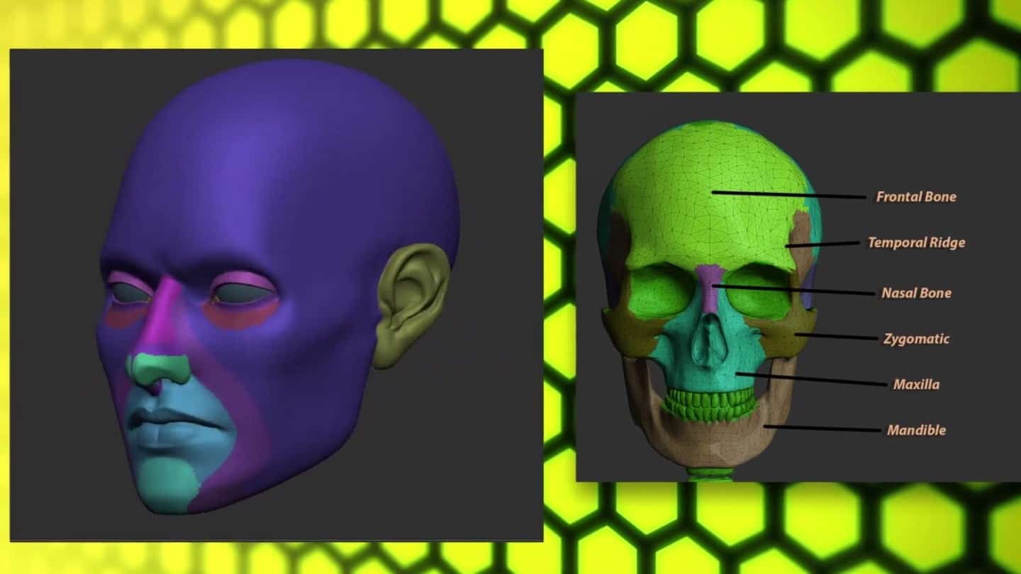 ZBrush vs Blender Which One Is Right for You? Skillshare Blog