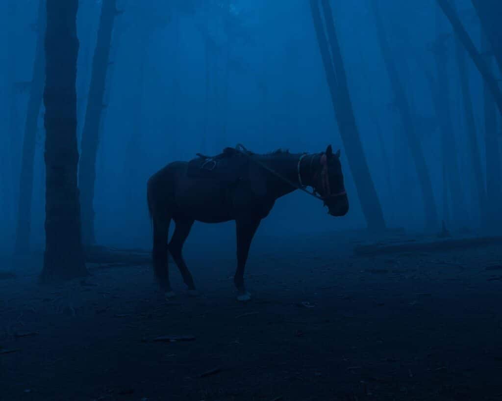 A horse stands in the middle of a few trees. The whole image is tinted blue.