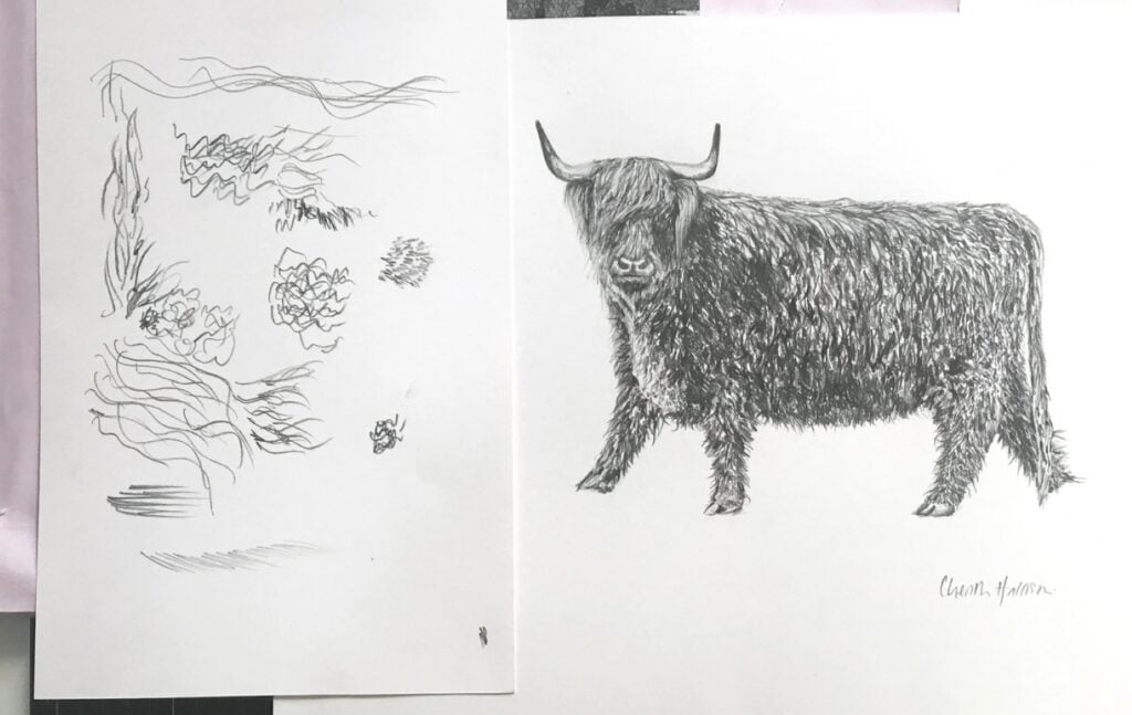 A fuzzy highland cow drawn in pencil on white paper.