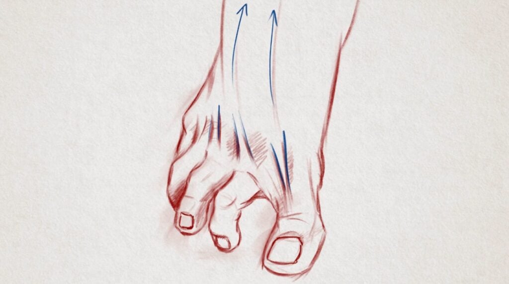 A realistic drawing of a human foot drawn in red pencil against a white background. Blue arrows indicate the directions the tendons of the foot are going.
