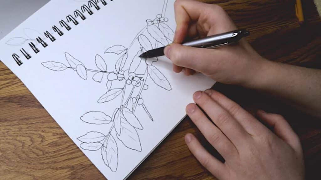 A person’s hands using a pen to draw a branch with leaves and berries on the white page of a sketchbook.