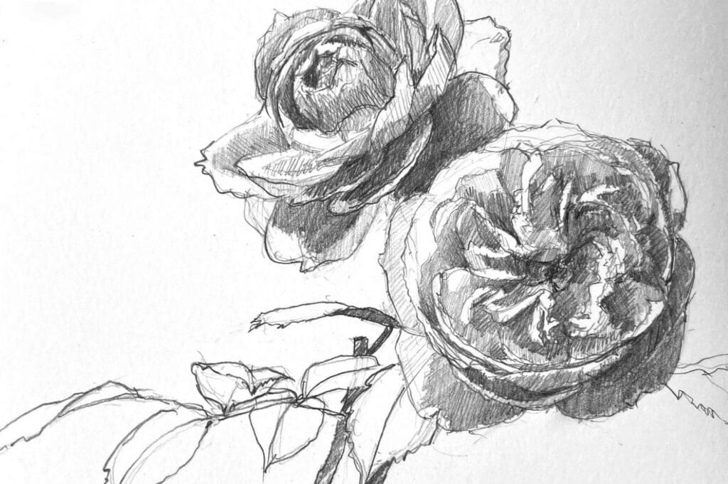 A realistic pencil drawing of two blooming roses drawn on white paper.