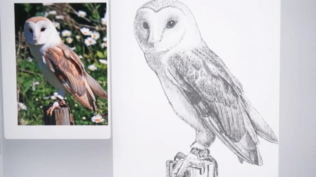 A realistic pencil drawing of a barn owl on white paper. The reference photo of the owl is visible on the left.