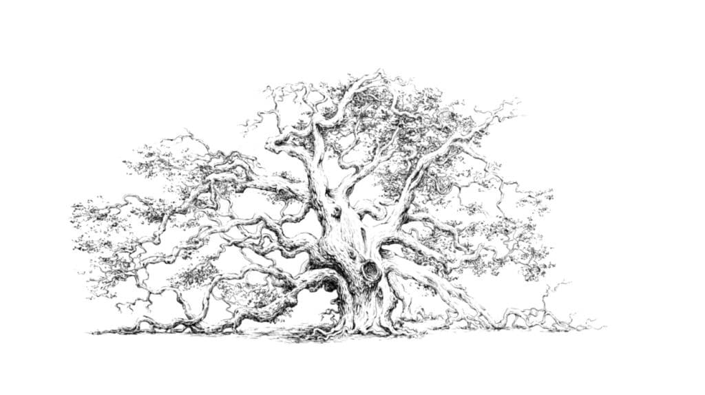 A 19th century-style pen drawing of a gnarled oak tree. Some of its branches are drooping so low they’re touching the ground.