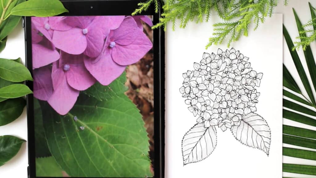 A drawing of a hydrangea on white paper, next to an iPad displaying a reference photo.