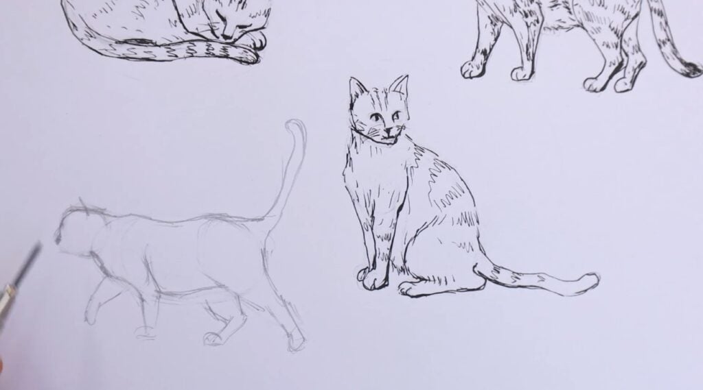 Several pencil drawings of cats in various poses on white paper.