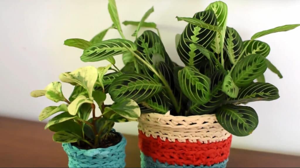  Two green potted plants sitting on a wooden tabletop. Each plant pot is decorated with a crocheted pot cover made from blue, red and beige yarn. 