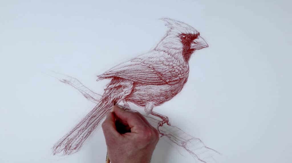 How to Draw Birds: A Step-by-Step Guide | Skillshare Blog