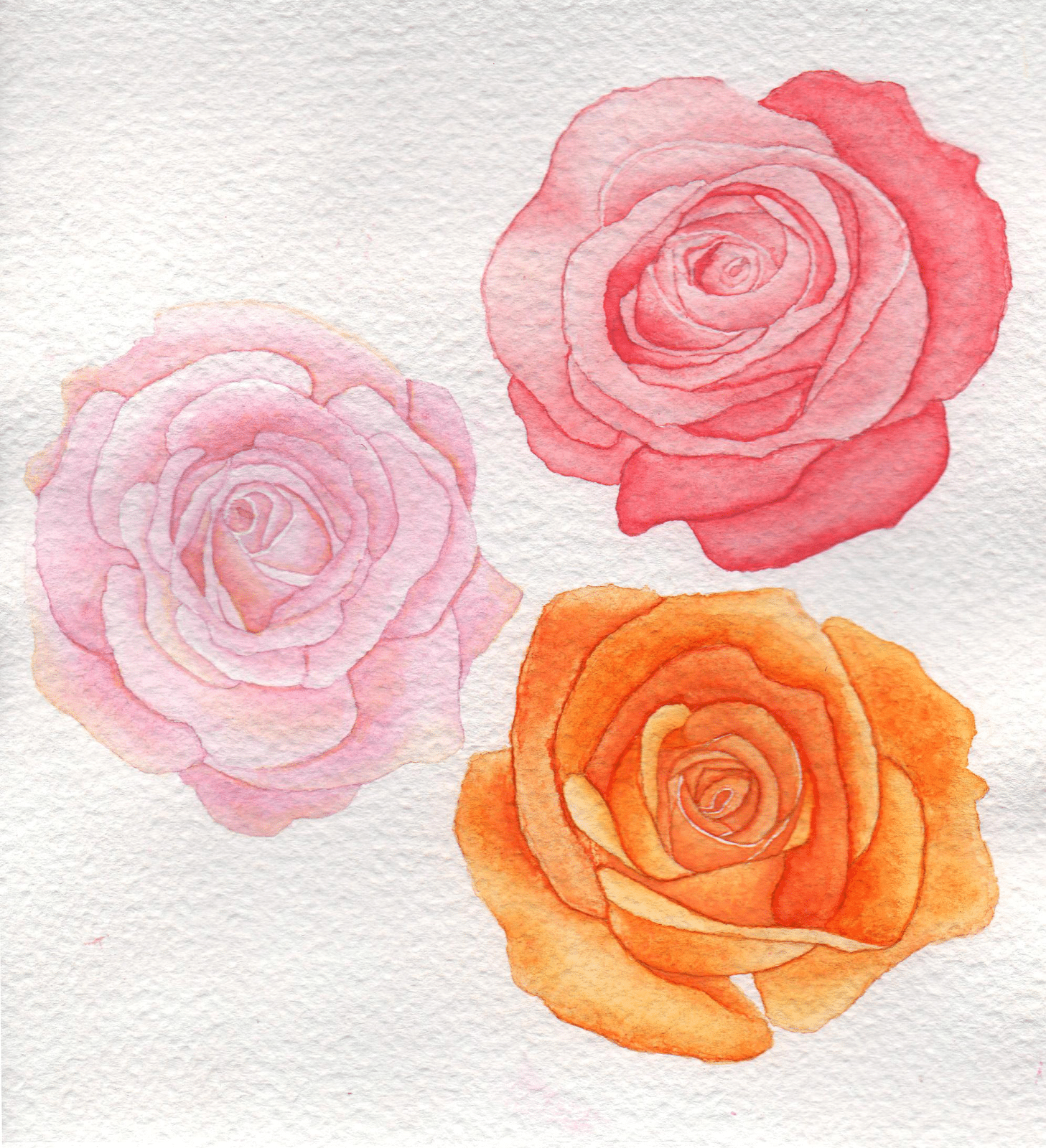 roses
