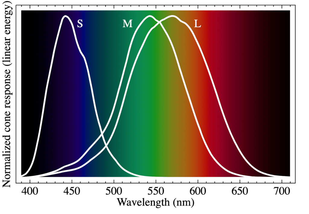 A chart shows the normalized responsivity spectra of short-, medium- and long-wavelength sensitive human cone cells.