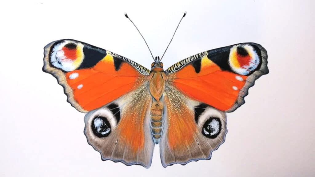 A realistic painting of an orange, black and white butterfly.
