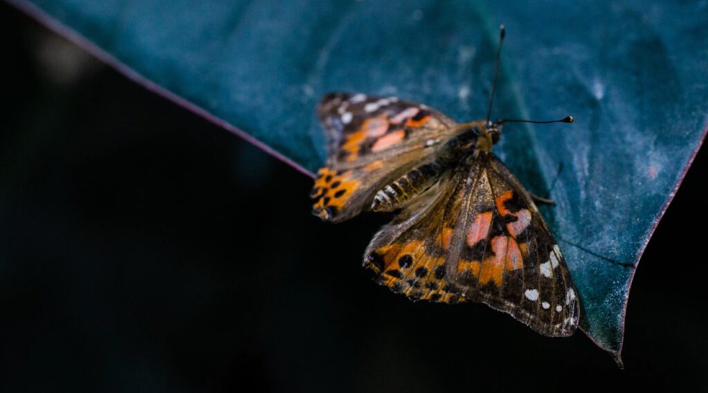 A macro photo of an orange, black and white monarch butterfly perched on the tip of a green leaf against a black background.